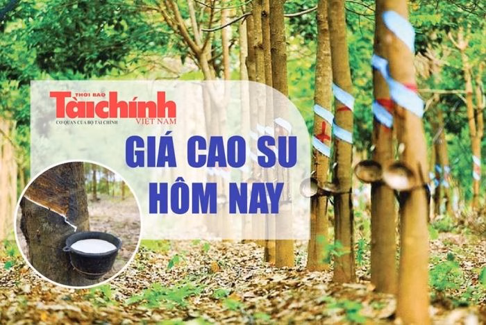 Thị trường cao su châu Á chịu áp lực điều chỉnh khi lực cầu từ Trung Quốc suy giảm.