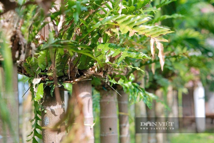Sự kết hợp thông minh giữa cây cau và dược liệu giúp tăng gấp đôi giá trị kinh tế trên cùng một đơn vị diện tích.
