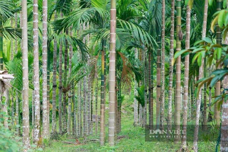 Hệ thống vườn cau được quy hoạch bài bản, tạo điều kiện thuận lợi cho việc chăm sóc và thu hoạch.