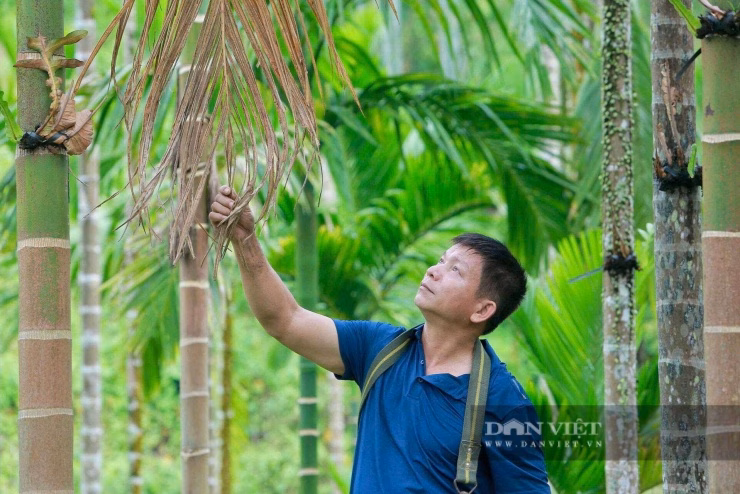 Ông Hà Văn Dũng đã thay đổi tư duy canh tác, chuyển từ cây mía kém hiệu quả sang mô hình trồng cau đa giá trị.