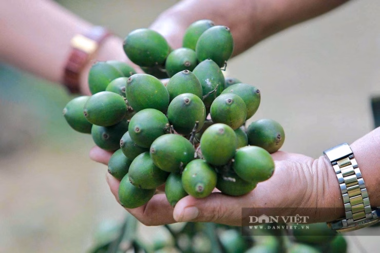 Việc chọn lọc kỹ lưỡng từ khâu hạt giống giúp cây cau đạt tỷ lệ sinh trưởng cao, tăng uy tín cho vườn ươm.