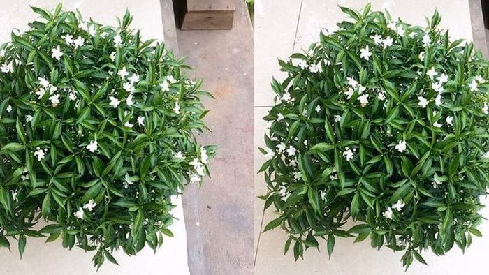 Một chậu bonsai mai chiếu thủy trước cửa đóng vai trò như một "lá bùa an lành", giữ cho gia đình luôn yên ấm.