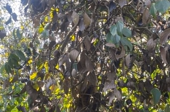 Cây hồ tiêu bị cắt sát gốc, bắt đầu khô lá do không còn nguồn nuôi dưỡng. Ảnh: T.T