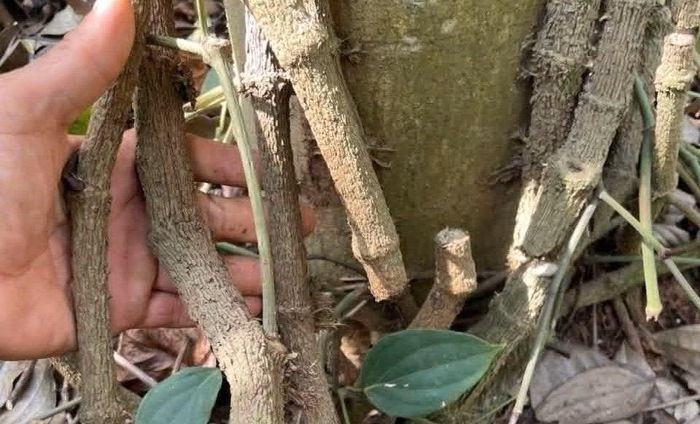 Một gốc tiêu bị chặt phá tinh vi khiến cây héo dần từ ngọn. Ảnh: T.T